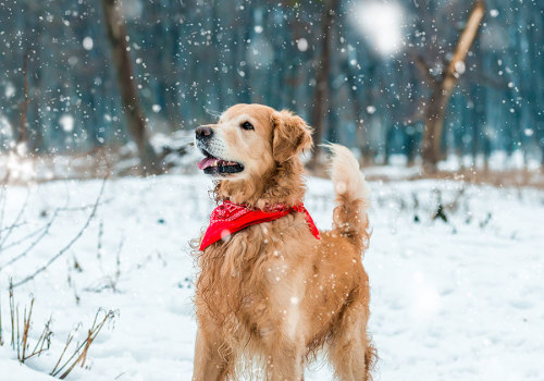 The Importance of Animal Control and Pet Licensing in Clark County, Washington